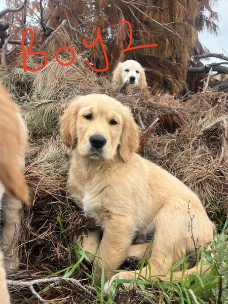 Red Golden Retriever Puppies - ready now63003392756097111