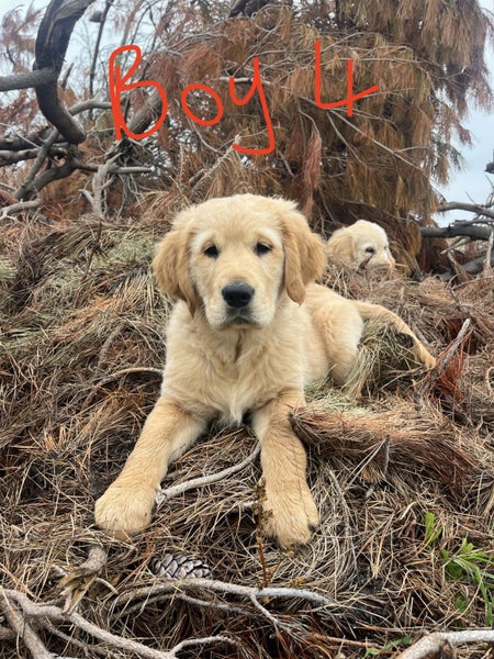 Red Golden Retriever Puppies - ready now63003392756097112