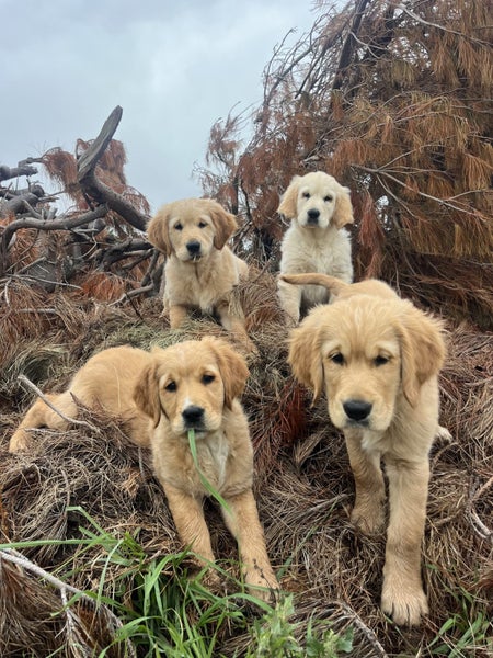 Red Golden Retriever Puppies - ready now63003392756097114