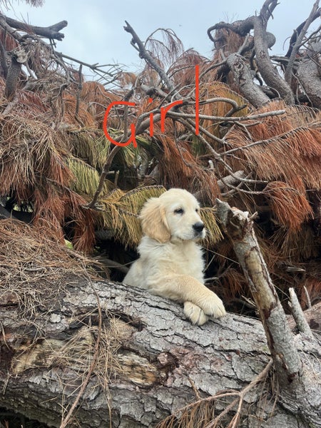 Red Golden Retriever Puppies - ready now63003392756097113