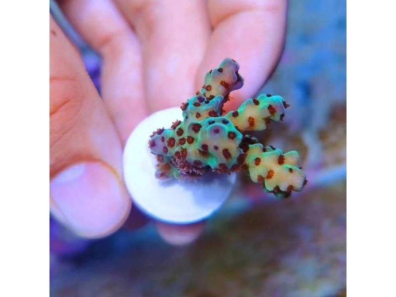 10pcs Pure White Ceramic T-Shape Coral Base Support For Aquarium Coral Reef Carousel 1