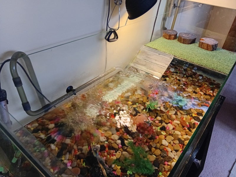 Complete Turtle setup Carousel 1