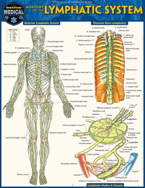 Anatomy of the Lymphatic System by Vincent Perez - Paperback Carousel 1