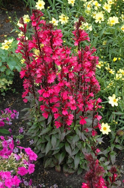 Lobelia Star Ship Deep Rose F1 Hybrid 25 seeds Carousel 1