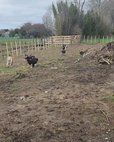 Purebred Border Collie Puppies – 13 Weeks Old & Ready for Their New Homes!62984190785154111