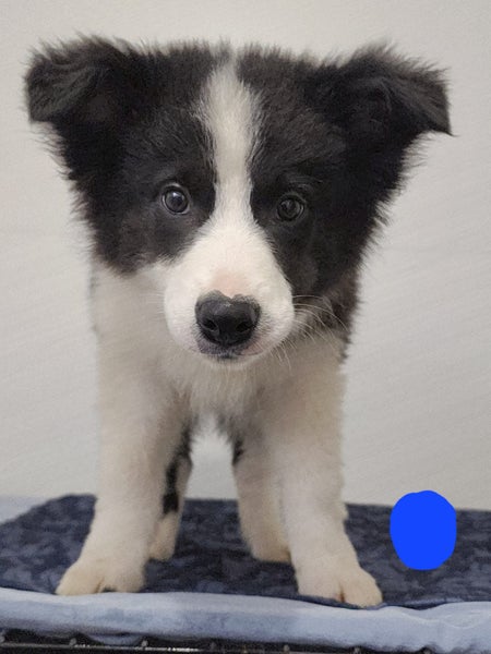 Purebred Border Collie Puppies – 13 Weeks Old & Ready for Their New Homes!62984190785154112