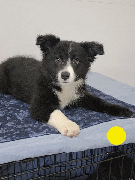 Purebred Border Collie Puppies – 13 Weeks Old & Ready for Their New Homes!62984190785154113
