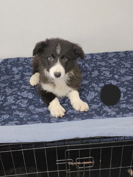 Purebred Border Collie Puppies – 13 Weeks Old & Ready for Their New Homes!62984190785154114