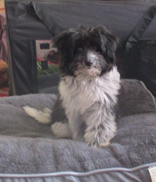 HUMANE SOCIETY RESCUE DOG - SASSY A SHIH TZU X Carousel 1