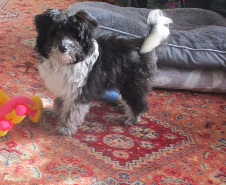 HUMANE SOCIETY RESCUE DOG - SASSY A SHIH TZU X Carousel 7