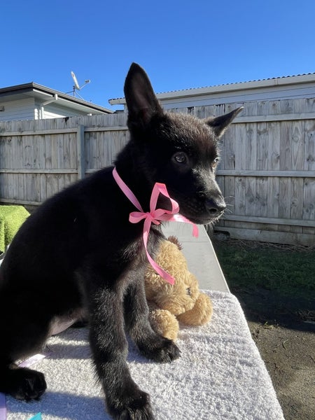 Puppies For Sale!!62991661076225112