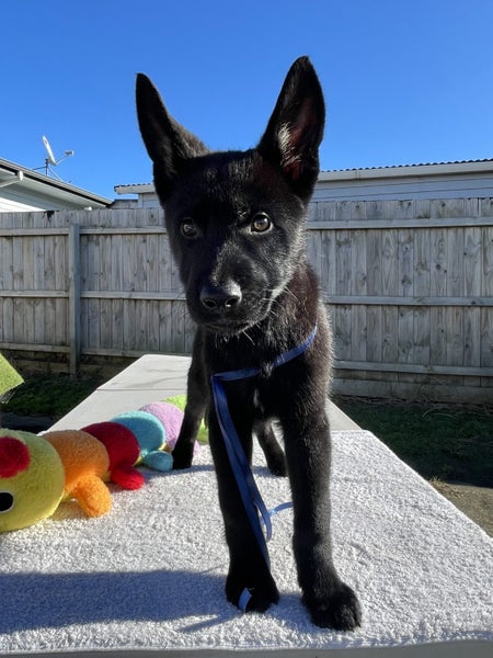 12 Weeks Puppies For Sale For $350 Each!! Carousel 2