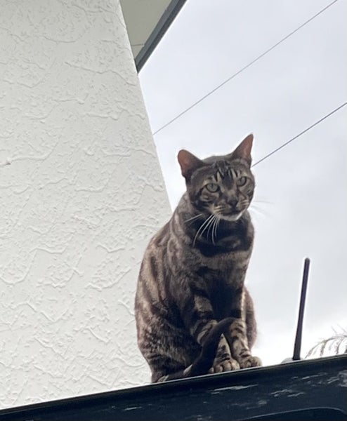 Lost Cat - New Plymouth Carousel 1