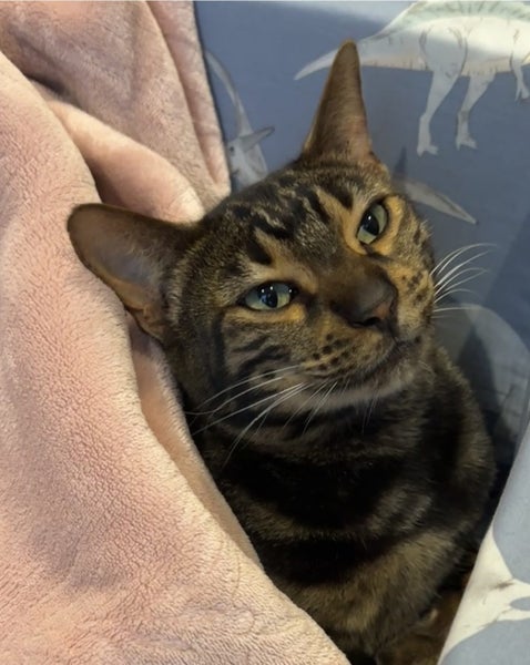 Lost Cat - New Plymouth Carousel 2