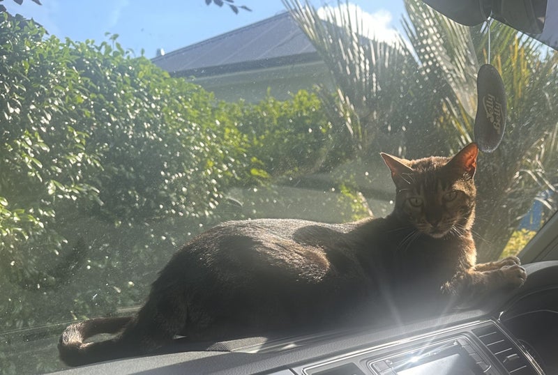 Lost Cat - New Plymouth Carousel 6