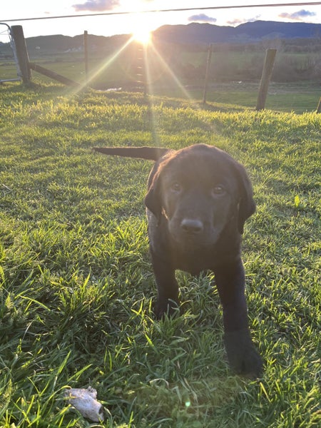 Labrador puppies62995622873218112