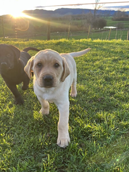 Labrador puppies62995622873218113