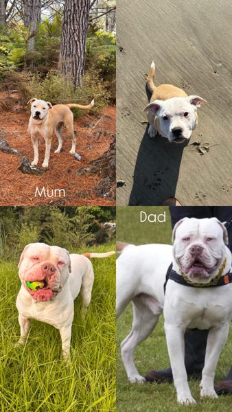 American Bulldog Puppies Carousel 10
