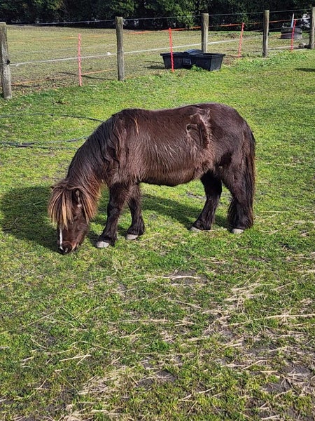 Miniature horses62979521143425111