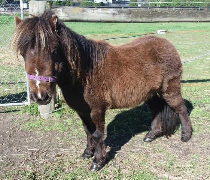 Miniature horses629795211434251124