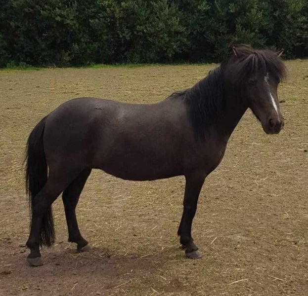 Miniature horses62979521143425112