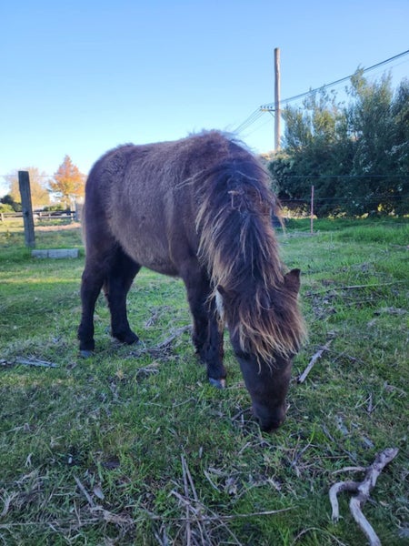 Miniature horses62969120879234112