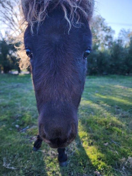 Miniature horses62969120879234113