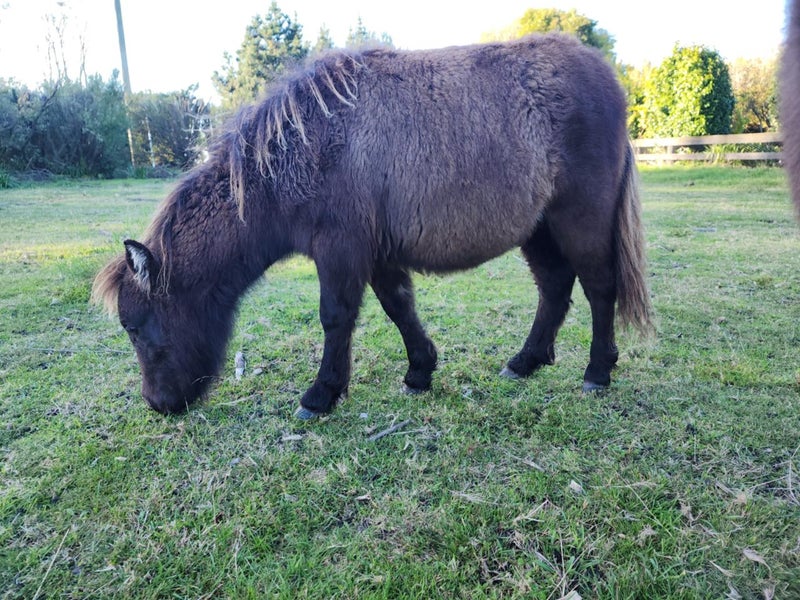 Miniature horses62969120879234111