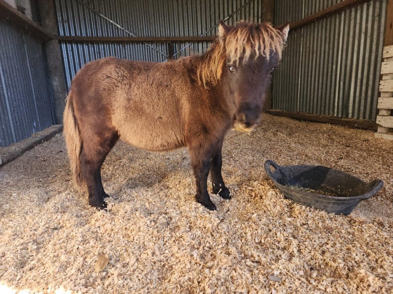 Miniature horses62969120879234114