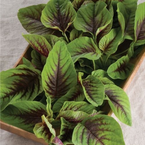 Amaranth Green & Red. NUTRITIOUS fresh, cooked or stir fried! Minimum 400 seeds Carousel 1