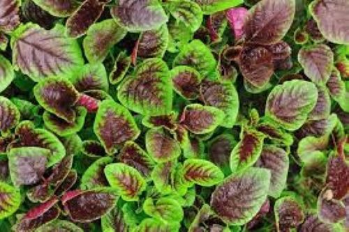 Amaranth Green & Red. NUTRITIOUS fresh, cooked or stir fried! Minimum 400 seeds Carousel 2
