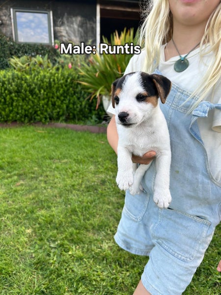 Parsons Terrier X62996971695105111