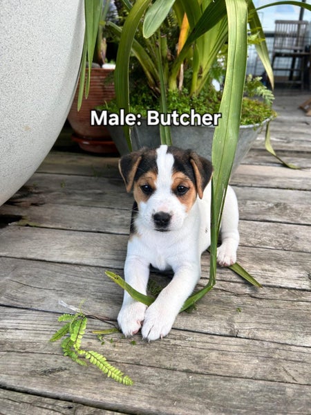 Parsons Terrier X62996971695105112