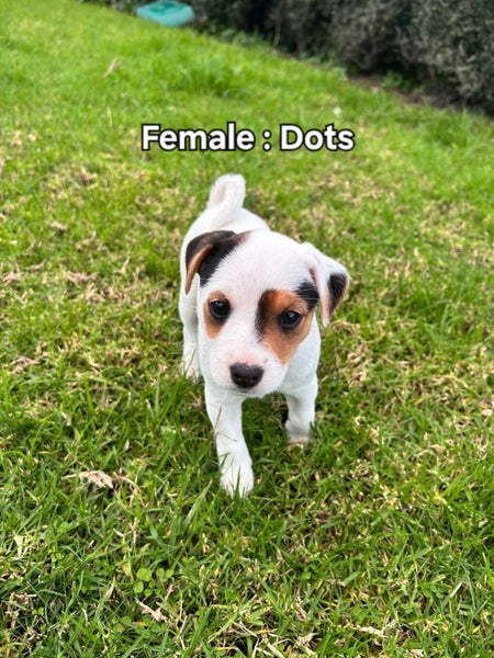 Parsons Terrier X62996971695105113