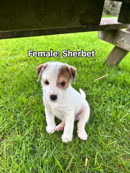 Parsons Terrier X62996971695105114