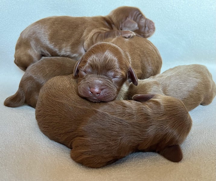 Cavoodle Puppies - First Generation - Toy62996971706370114
