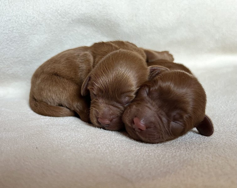 Cavoodle Puppies - First Generation - Toy62996971706370113