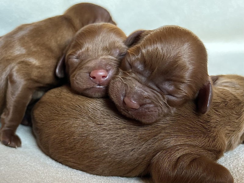 Cavoodle Puppies - First Generation - Toy62996971706370112