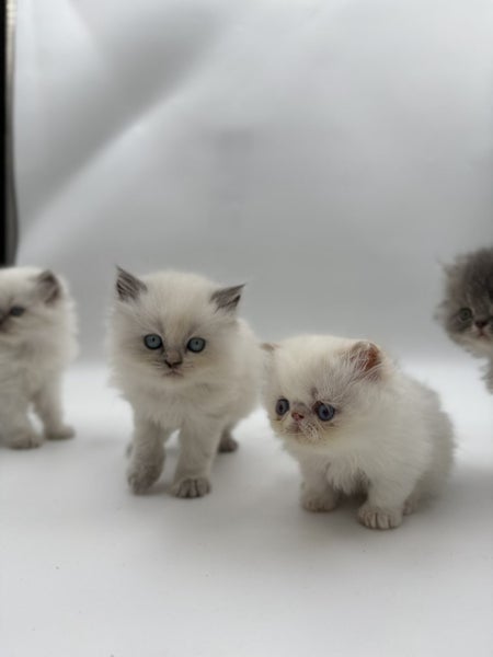 Napoleon ( Munchkin Persian) Kittens62996971733505111