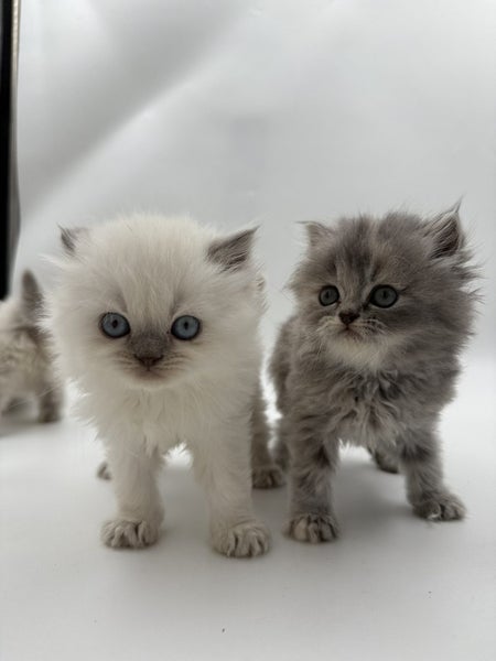 Napoleon ( Munchkin Persian) Kittens62996971733505112