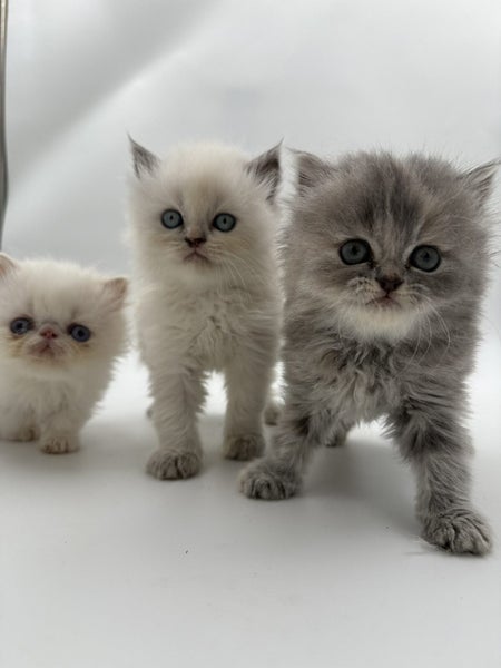 Napoleon ( Munchkin Persian) Kittens62996971733505113