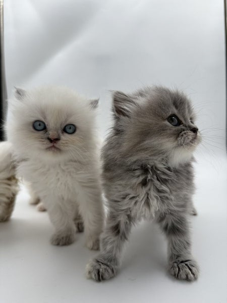 Napoleon ( Munchkin Persian) Kittens62996971733505114