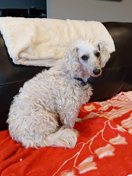 Amber the poodle x westie (Ellie's Canine Rescue & Rehome) Carousel 1