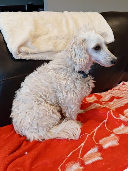 Amber the poodle x westie (Ellie's Canine Rescue & Rehome) Carousel 2