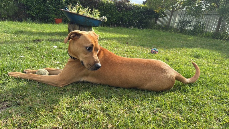 7month puppy Carousel 1