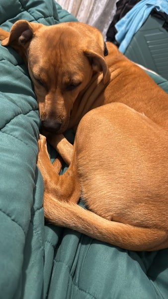 7month puppy Carousel 2