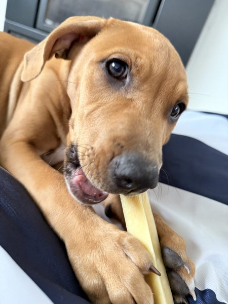 7month puppy Carousel 8