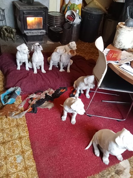 American Bulldog Puppies Carousel 15