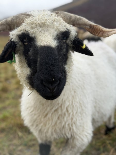 Purebred Swiss Black nose Valais Sheep Carousel 2