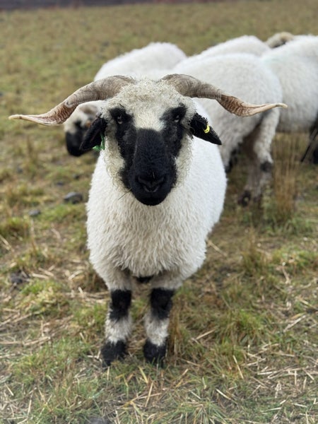 Purebred Swiss Black nose Valais Sheep Carousel 1